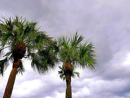palmtree, debesis, mākoņi, pelēks, palmu, koks, vasarā, raksturs, karsts, lietus, laikapstākļi, klimats, āra, ainavu, vidi, sezonā, palmu koks, mākonis - debesis, tropu klimats, augu, izaugsmi, zems leņķa skats, stumbrs, koka stumbrs, skaistums dabā, nav cilvēku, dienā, miers, ārā, palmu lapa, augsts - augsts, kokosriekstu palmu, tropu koks, tieši zemāk, skujkoku koks, 4K, CC0, publiskais domēns, bez atlīdzības