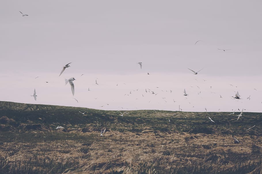 ramat, blanc, ocells, volant, durant el dia, aus blanques, camps, herba, gris, rosa, ocell, naturalesa, cel, ramat d’ocells, paisatge, a l'aire lliure, escenics, camp, temes d'animals, gran grup d’animals, vertebrats, grup d’animals, animal, fauna animal, animals a la natura, bellesa a la natura, tranquil·litat, planta, medi ambient, terra, escena tranquil·la, dia, cap gent, 2K