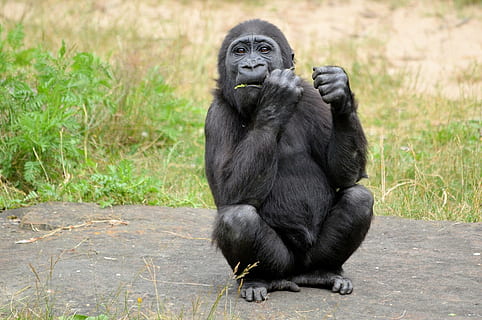 sort, abe, dagtimerne, gorilla, primat, dyr, dyreliv, vild, zoologi, pattedyr, arter, ødemark, miljø, udendørs, natur, dyr i naturen, et dyr, sidder, fuld længde, mennesker, sort farve, dag, hvirveldyr, dyr i fangenskab, plante, overvejelse, 1080P, CC0, offentligt domæne, royaltyfrie