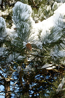 Schnee, Winter, kalt, Kiefer, Nadelbaum, Kiefernzweig, Tannenzweig, Zapfhahn, Kiefernast, Natur, Baum, immergrüner Baum, Weihnachten, Nadel - Pflanzenteil, Tannenbaum, draußen, keine Leute, Ast, ein Tier, Nahansicht, Tag, Tierthemen, Pflanze, Wachstum, kalte Temperatur, Schönheit in der Natur, Ruhe, High Angle View, Wasser, Sonnenlicht, See, Land, 4K, CC0, gemeinfrei, lizenzfrei