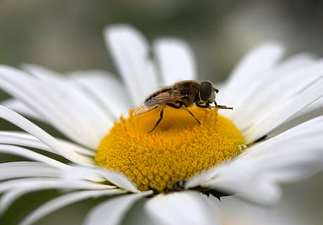 abella, margarida, pol·len, treballar, insecta, naturalesa, flor, blanc, fauna animal, un animal, temes d'animals, planta amb flors, insecte, invertebrat, bellesa a la natura, animal, planta, pètal, animals a la natura, fragilitat, frescor, primer pla, cap de flor, vulnerabilitat, enfocament selectiu, creixement, cap gent, a l'aire lliure, polinització, 4K, CC0, domini públic, lliure de regalies
