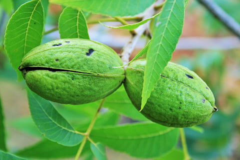 moer, pecannoot, schelp, groen, rijping, fruit, groene kleur, blad, deel van de plant, gezond eten, voedsel, detailopname, eten en drinken, fabriek, groei, focus op de voorgrond, versheid, geen mensen, natuur, welzijn, dag, buitenshuis, boom, schoonheid in de natuur, plant stengel, 1080P, CC0, publiek domein, royaltyvrij