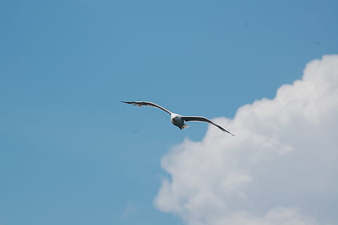 himmel, måge, skyer, flyve, fugl, ali, flyvningen, dyreliv, dyre temaer, dyr, dyr i naturen, hvirveldyr, et dyr, flyvende, lav vinkel visning, sky - himmel, spredte vinger, ingen mennesker, natur, blå, Midt i luften, dag, kopiere plads, udendørs, stork, 2K, CC0, offentligt domæne, royaltyfrie