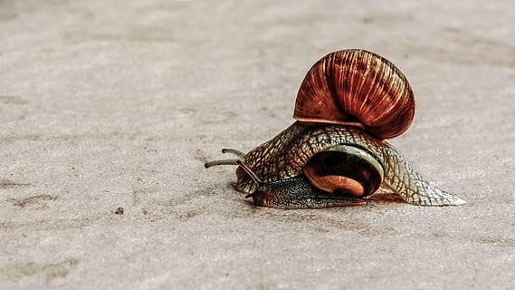 sorpasso, lumaca, lentamente, conchiglia, animale, temi animali, fauna selvatica, animali allo stato selvatico, guscio di animale, un animale, nessuno, avvicinamento, mollusco, giorno, messa a fuoco selettiva, invertebrato, gasteropode, natura, all'aperto, la noia, terra, zoologia, 2K, CC0, dominio pubblico, privo di copyright