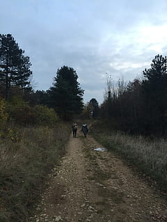 sti, ballade, Skov, træ, plante, retning, vejen frem, gå, himmel, bagfra, natur, sky - himmel, rigtige mennesker, fritidsaktivitet, vej, dag, to personer, livsstil, transportmidler, jord, ikke-urbane scene, vækst, udendørs, faldende perspektiv, 2K, CC0, offentligt domæne, royaltyfrie