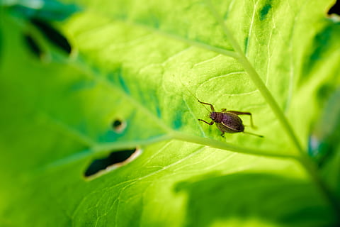 error, insecte, full, cricket, verd, invertebrat, part de la planta, fauna animal, temes d'animals, animals a la natura, animal, color verd, enfocament selectiu, un animal, planta, primer pla, cap gent, naturalesa, formiga, creixement, dia, artròpode, aranya, a l'aire lliure, rastreig, 4K, CC0, domini públic, lliure de regalies