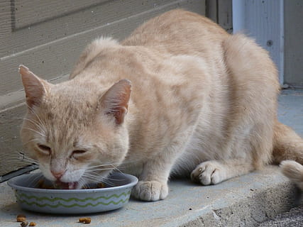 taronja, tabby, gat, menjar, rodó, gris, bol, al costat, porta, perdició, buff, felí, cabell curt, famolenc, mascotes, animal, gat domèstic, bonic, mamífer, nacional, animals domèstics, temes d'animals, vertebrats, un animal, relaxació, cap gent, bigotis, primer pla, ulls tancats, dia, descans, contenidor, 4K, CC0, domini públic, lliure de regalies