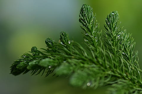 gran, nåletræ, fyrblad, frisk, våd natur, tåge, flora, grøn farve, plante, fyrretræ, nål - plante del, træ, natur, tæt på, ingen mennesker, vækst, afdeling, vand, selektiv fokusering, Pinaceae, våd, skønhed i naturen, blad, dag, dråbe, regndråbe, dug, 4K, CC0, offentligt domæne, royaltyfrie