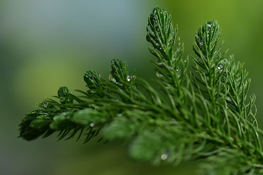 gran, nåletræ, fyrblad, frisk, våd natur, tåge, flora, grøn farve, plante, fyrretræ, nål - plante del, træ, natur, tæt på, ingen mennesker, vækst, afdeling, vand, selektiv fokusering, Pinaceae, våd, skønhed i naturen, blad, dag, dråbe, regndråbe, dug, 4K
