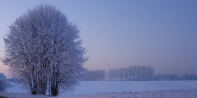 arbre, hivern, neu, arbre d’hivern, arbre nu, cel del capvespre, escena d’hivern, paisatge d'hivern, naturalesa, fred - temperatura, paisatge, gelades, a l'aire lliure, bosc, congelat, temporada, escenics, escena rural, escena no urbana, gel, blanc, escena tranquil·la, paisatges, temps, bellesa a la natura, boira, cel, temperatura de fred, escenics - natura, planta, medi ambient, terra, Color blanc, tranquil·litat, cap gent, dia, nevar, clima extrem, aigua congelada, vent de neu, pi, arbre de coníferes, 2K, CC0, domini públic, lliure de regalies