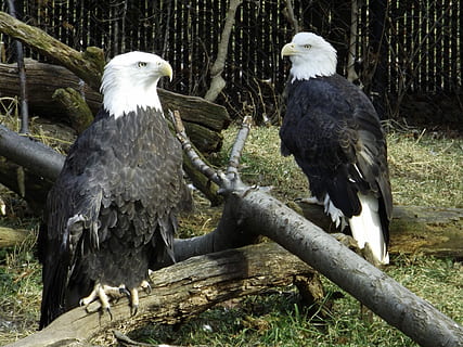 Eagles, Devotion, Determination, bird, bird of prey, animal wildlife, outdoors, animal themes, tree, animal, vertebrate, animals in the wild, group of animals, perching, two animals, no people, eagle, day, plant, eagle - bird, nature, wood - material, wooden post, 2K, CC0, public domain, royalty free