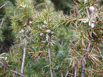 genévrier, vert, pointu, printemps, la nature, baies, plante, croissance, couleur verte, beauté dans la nature, journée, personne, fermer, pin, arbre, tranquillité, conifère, se concentrer sur le premier plan, feuille, en plein air, partie de la plante, aiguille - partie de la plante, pinaceae, plein cadre, mise au point sélective, 2K, CC0, domaine public, libre de droits