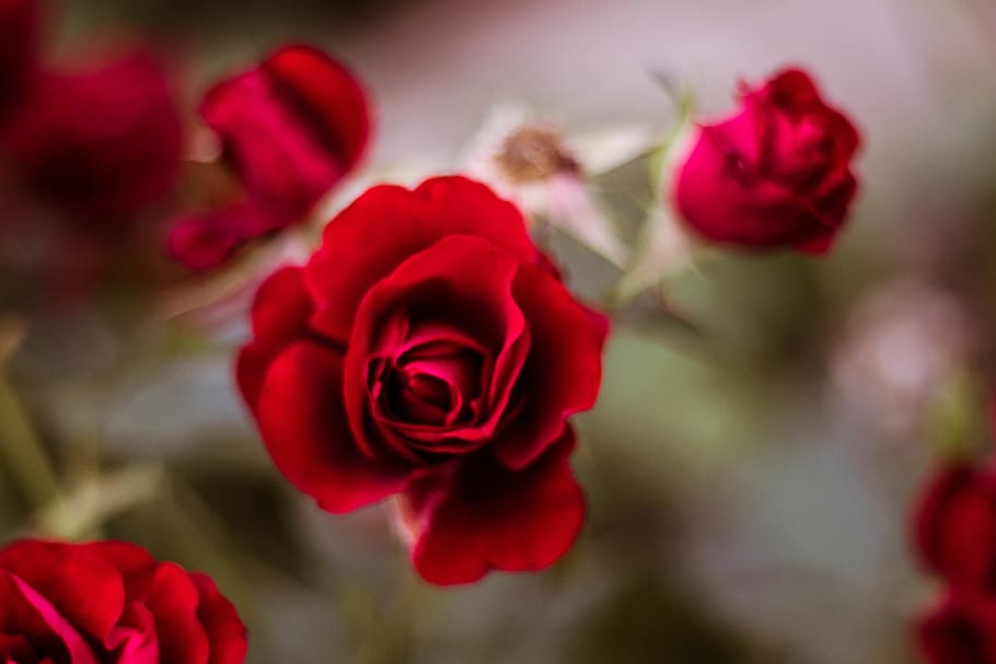 vermell, rosa, flor, selectiu, focalitzar la fotografia, full, primavera, naturalesa, estiu, disseny, floral, planta, decoració, vintage, verd, patró, natural, jardí, botànic, branca, dibuix, fullatge, textura, bouquet, conjunt, temporada, marc, pètal, banner, aquarel·la, targeta, plantilla, pòster, salutació, invitació, flyer, estil, signe, imprimir, pintura, paper, fulletó, negocis, colorit, etiqueta, artístic, presentació, coberta, en blanc, corporatiu, planta amb flors, flor de roses, bellesa a la natura, primer pla, frescor, fragilitat, inflorescència, cap gent, cap de flor, centrar-se en primer pla, vulnerabilitat, enfocament selectiu, arranjament floral, vi rosat, Ram de flors, dia de Sant Valentí: vacances, efecte texturat, 5K