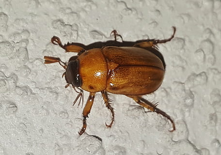 juny bug, escarabat, insecte, error, insecte volador, insecte alat, primer pla, biologia, artròpode, entomologia, phyllophaga, fauna animal, animal, temes d'animals, invertebrat, animals a la natura, un animal, cap gent, funció de construcció de parets, a l'aire lliure, dia, naturalesa, vista d’angle alt, marró, part del cos dels animals, longitud completa, antena animal, zoologia, 2K, CC0, domini públic, lliure de regalies