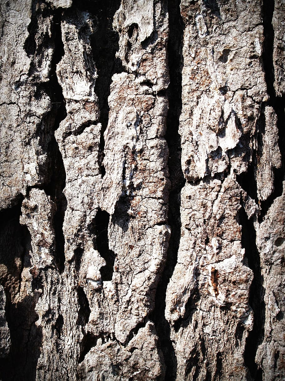 escorça, arbre, fusta, pi, fons, resum, pell, pissarra, superfície, primer pla, aspre, natural, marró, podrit, línia, història, corroït, corrosió, vell, tauler, macro, protecció, detallat, envelliment, paret, temps, graner, bosc, textura, disseny, planta, tronc, antiguitat, silvicultura, grunge, traçat, accidentat, naturalesa, medi ambient, detall, patró, resistent, fusteria, sec, material, marc complet, tronc de l'arbre, cap gent, dia, material de fusta, escorça de la planta, a l'aire lliure, llum solar, efecte texturat, arruïnat, 2K