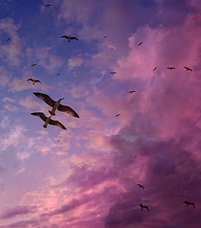 vliegend, meeuwen, Purper, hemel, vlucht, wolk, stol, vogelstand, coulissen, wolk - lucht, gewerveld, dierenleven, dieren in het wild, groep dieren, dier, vogel, dierlijke thema's, grote groep dieren, zwerm vogels, lage hoekweergave, mid-air, natuur, spreid vleugels, geen mensen, schoonheid in de natuur, zonsondergang, beweging, vrijheid, buitenshuis, zeemeeuw, 2K, CC0, publiek domein, royaltyvrij