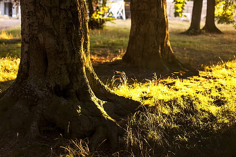 stock photography, trestammer, gressfelt, gress, felt, tre, trerot, natur, skog, rot, baklys, Logg, parkere, rotnettverk, trestamme, utendørs, stamme, anlegg, sollys, land, vekst, fokusere på forgrunnen, dag, kjærlighet, ingen folk, positiv følelse, ro, park - mann gjort plass, bark, lichen, 2K, CC0, offentlig domene, opphavsrett gratis