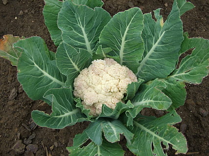 cauliflower on ground, cauliflower, vegetables, vegetable, food, organic, freshness, agriculture, cabbage, nature, vegetarian Food, leaf, healthy Eating, food and drink, plant part, growth, green color, wellbeing, field, land, no people, high angle view, day, plant, outdoors, 2K, CC0, public domain, royalty free