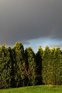 tuin-, boom, donker, wolken, landschap, natuur, hemel, de achtergrond, uitzicht, bomen, donkere wolken, scherm, gras, groen, na de regen, fabriek, schoonheid in de natuur, groei, groene kleur, rustige scène, kalmte, geen mensen, land-, scenics - natuur, veld-, wolk - lucht, niet-stedelijke scène, dag, milieu, buitenshuis, naaldboom, 4K, CC0, publiek domein, royaltyvrij
