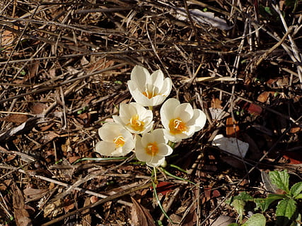 croco, giallo, fiore, primavera, pianta fiorita, pianta, petalo, fragilità, freschezza, bellezza nella natura, testa di fiore, infiorescenza, vulnerabilità, crescita, Colore bianco, terra, campo, avvicinamento, vista dall'alto, natura, giorno, nessuno, all'aperto, morbidezza, 1080P, CC0, dominio pubblico, privo di copyright