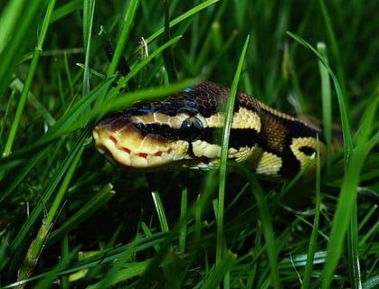 Snake, Ball Python, Garden, Camouflage, foraging, python regius, beauty, reptile, animal, wildlife, nature, poisonous, python, carnivore, close-up, animals In The Wild, one animal, grass, animal wildlife, green color, animal themes, vertebrate, plant, animal body part, no people, day, field, animal head, land, outdoors, blade of grass, animal scale, animal eye, animal mouth, 2K, CC0, public domain, royalty free