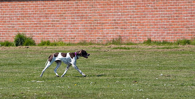 engelsk pointer, pointer, hund, jagt, hunde, kæledyr, dyr, grøn, græs, gå, udendørs, dyrke motion, Foto, billede, indenlandske, husdyr, pattedyr, dyre temaer, et dyr, murstens væg, mursten, dag, hvirveldyr, væg, plante, ingen mennesker, Mark, murbygningsfunktion, natur, renraset hund, 1080P, CC0, offentligt domæne, royaltyfrie