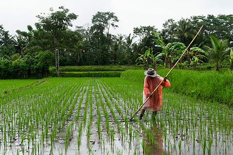rice fields, rainy, day, person, standing, rice field, ricefield, farmer, hat, tree, farm, plant, green color, rice - cereal plant, water, growth, rice paddy, one person, rural scene, occupation, nature, agriculture, landscape, men, adult, working, outdoors, farm worker, 5K, CC0, public domain, royalty free