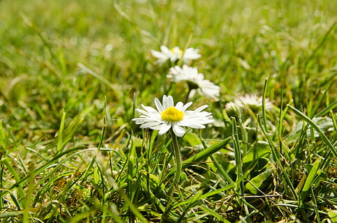 margarides, herba, estiu, primavera, Dinamarca, flors, gespa, flor, planta amb flors, planta, frescor, fragilitat, bellesa a la natura, creixement, Color blanc, vulnerabilitat, margarida, pètal, camp, color verd, naturalesa, primer pla, terra, cap de flor, inflorescència, cap gent, a l'aire lliure, pol·len, fulla d'herba, 4K, CC0, domini públic, lliure de regalies
