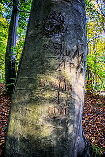 Log, Initialen, Borke, Sektion, Carving, Malerei, hdr, Hoher dynamischer Bereich, Kontrast, gebrochen, eingeschnitten, Baum, Pflanze, Kofferraum, Baumstamm, Wald, Natur, Land, Tag, Wachstum, keine Leute, Ruhe, draußen, Nahansicht, Nicht-städtische Szene, Fokus auf den Vordergrund, ruhige Szene, texturiert, Holz - Material, kritzeln, 5K, CC0, gemeinfrei, lizenzfrei