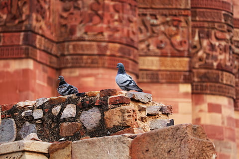 gammel, væg, arkitektur, sten-, mursten, rejse, fugl, himmel, flyve, sommer, dyreliv, vild, duer fugl, duer, dyre temaer, dyr, hvirveldyr, dyr i naturen, bygget struktur, perching, bygning udvendig, Due, ingen mennesker, fokus på forgrunden, et dyr, dag, historie, fortiden, murbygningsfunktion, udendørs, Stenmur, 5K, CC0, offentligt domæne, royaltyfrie