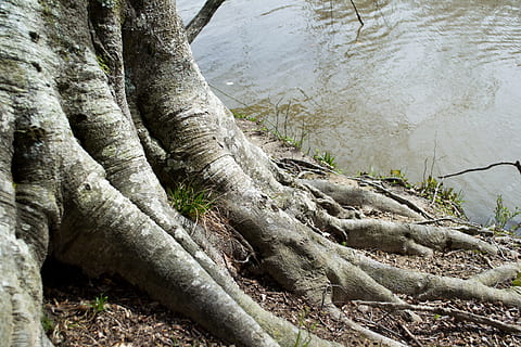 arbre, aigua, arrel, naturalesa, primavera, verd, medi ambient, tronc, flux, bosc, paisatge, natural, fusta, reflexió, ambiental, mineral, identitat, a l'aire lliure, planta, dia, cap gent, tronc de l'arbre, creixement, terra, tranquil·litat, textura, bellesa a la natura, part de la planta, branca, material de fusta, aspre, 4K, CC0, domini públic, lliure de regalies
