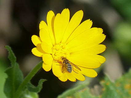hoverfly, abella falsa, libar, naturalesa, planta, flor, estiu, invertebrat, insecte, animal, temes d'animals, animals a la natura, fauna animal, un animal, planta amb flors, groc, bellesa a la natura, abella, frescor, pètal, primer pla, cap de flor, fragilitat, vulnerabilitat, polinització, pol·len, cap gent, a l'aire lliure, 1080P, CC0, domini públic, lliure de regalies