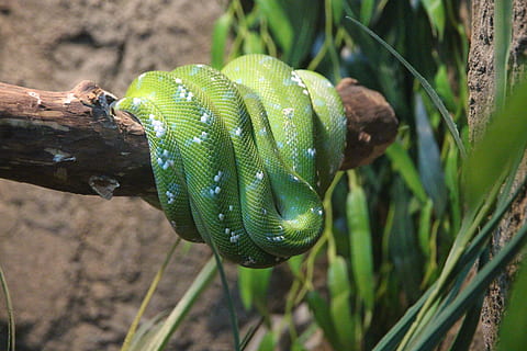 žalias, pythonas, morelia viridis, žalias pythonas, gyvatė, šliaužti dalykai, ropliai, žalia gyvatė, gyvūnams, fauna, filialas, žalia spalva, nėra žmonių, vienas gyvūnas, Iš arti, lauke, pobūdį, gyvūnų gyvūnija, gyvūnų temos, gyvūnas, augalų, medis, dieną, stuburiniai, sutelkti dėmesį į naujas žinias, Sugarbanota, žemės, nuodingas, atogrąžų miškai, gyvūnų skalė, 5K, CC0, Viešasis domenas, nemokamai