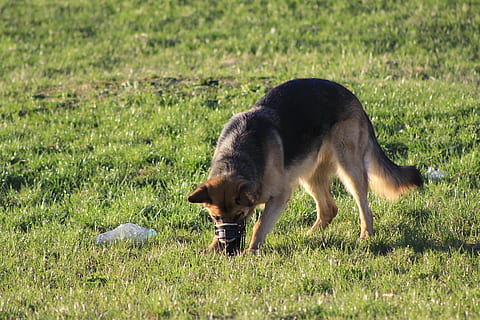 gos, diversió, cerca, sniffing, el nas, un passeig amb un gos, a peu, herba, animal, temes d'animals, mamífer, planta, camp, un animal, vertebrats, animals domèstics, naturalesa, terra, cap gent, nacional, mascotes, dia, bestiar, color verd, pasturatge, a l'aire lliure, agricultura, herbívors, 5K, CC0, domini públic, lliure de regalies