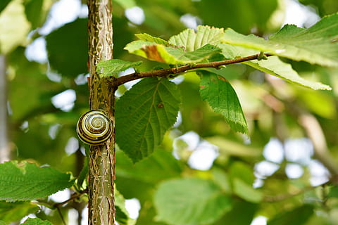 siput, kerang laut, kulit, hazel, hijau, daun, alam, warna hijau, merapatkan, menanam, di luar rumah, bagian tanaman, pohon, hari, fokus pada latar depan, tidak ada orang, pertumbuhan, cabang, keindahan di alam, moluska, sinar matahari, satwa liar hewan, hewan, invertebrata, 4K, CC0, domain publik, bebas royalti