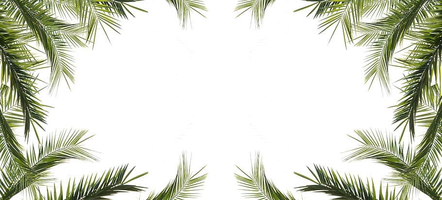 rettangolare, verde, cornice, del desktop, foglia, albero, natura, decorazione, design, naturale, ramo, stagione, bianca, decorativo, estate, telaio, carta, giardino, colore, saluto, arredamento, struttura, tropicale, festa, bandiera, viaggio, avvicinamento, palme isolate, foglie di palma, cornice di palme, il tuo testo, mediterraneo, pianta, crescita, Palma, nessuno, foglia di palma, clima tropicale, parte vegetale, colore verde, cielo, bellezza nella natura, giorno, Inquadratura dal basso, la tranquillità, fronda, cielo sereno, copia spazio, direttamente sotto, palma da cocco, 8K