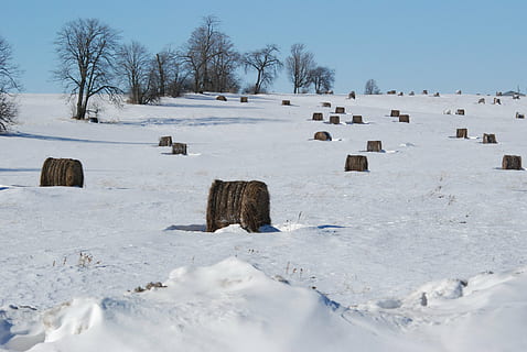la neve, freddo, alberi, inverno, natura, tempo metereologico, fieno, paesaggio, scenario, Canada, balle di fieno, agricoltura, prato, balla, rurale, nazione, nevicando, al di fuori, campo, cannuccia, azienda agricola, terreni agricoli, struttura, albero, bianca, nero, rami senza foglie, nevoso, giorno, cielo, stagione, vuoto, solitario, solo, schema, temperatura fredda, terra, la tranquillità, scena tranquilla, nessuno, bellezza nella natura, ambiente, scenics - natura, Colore bianco, pianta, all'aperto, 4K, CC0, dominio pubblico, privo di copyright