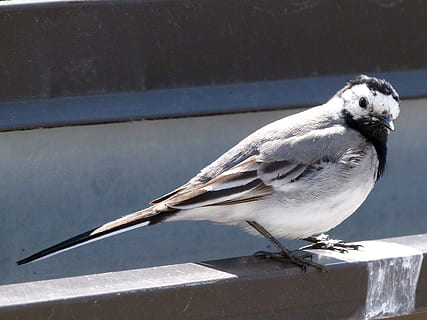 apsupti, paukštis, Iš arti, gyvūnų temos, gyvūnas, gyvūnams, gyvūnų gyvūnija, stuburiniai, vienas gyvūnas, perching, dieną, saulės šviesa, pobūdį, nėra žmonių, sutelkti dėmesį į naujas žinias, turėklai, vanduo, visas ilgis, lauke, mediena - medžiaga, žiemą, 4K, CC0, Viešasis domenas, nemokamai