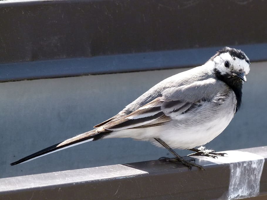 Wagtail, ocell, primer pla, temes d'animals, animal, animals a la natura, fauna animal, vertebrats, un animal, posat, dia, llum solar, naturalesa, cap gent, centrar-se en primer pla, barana, aigua, longitud completa, a l'aire lliure, material de fusta, hivern, 4K