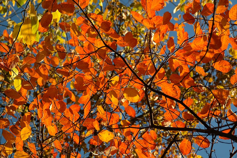albero foglia appassito, autunno, rami, fogliame autunnale, le foglie, natura, arancia, albero, colore arancione, ramo, modificare, pianta, parte vegetale, foglia, bellezza nella natura, Inquadratura dal basso, nessuno, giorno, crescita, all'aperto, sfondi, la tranquillità, fotogramma intero, cielo, acero, collezione autunnale, foglia di acero, condizione naturale, 5K