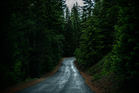 landscape photography, road, trees, gray, concrete, middle, green, tree, forest, hill, rain, route, pine, bend, highway, path, water, oregon, spruce, forrest, wood, plant, beauty in nature, land, green color, scenics - nature, direction, the way forward, tranquility, nature, no people, transportation, growth, tranquil scene, non-urban scene, foliage, woodland, outdoors, diminishing perspective, flowing water, flowing, 5K, CC0, public domain, royalty free