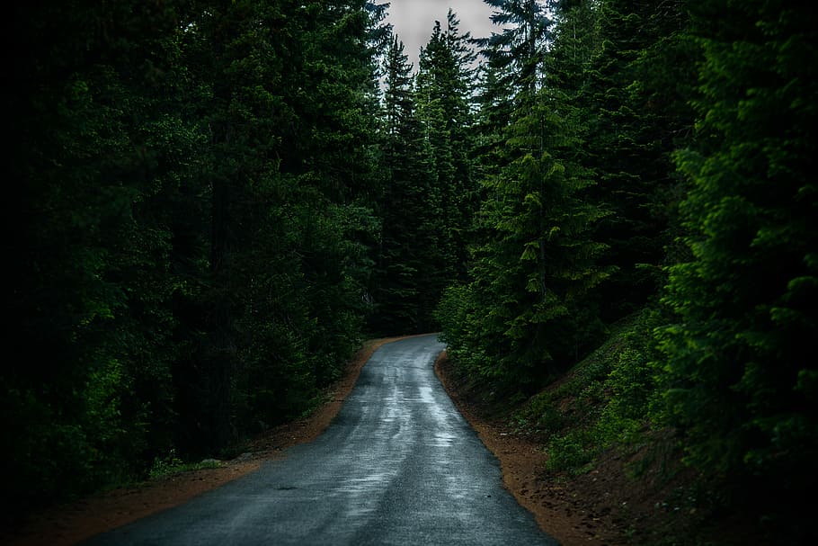 landskabsfotografering, vej, træer, grå, beton, midten, grøn, træ, Skov, bakke, regn, rute, fyrretræ, bøje, hovedvej, sti, vand, Oregon, gran, Forrest, plante, skønhed i naturen, jord, grøn farve, scenics - natur, retning, vejen frem, ro, natur, ingen mennesker, transportmidler, vækst, rolig scene, ikke-urbane scene, løv, udendørs, faldende perspektiv, flydende vand, flyder, 5K