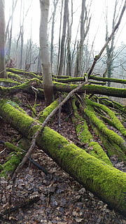 molsa, arbres, bosc, naturalesa, arbre, planta, tronc de l'arbre, tronc, tranquil·litat, terra, color verd, creixement, cap gent, escena tranquil·la, bellesa a la natura, dia, paisatge, escenics - natura, arbre nu, a l'aire lliure, branca, 5K, CC0, domini públic, lliure de regalies