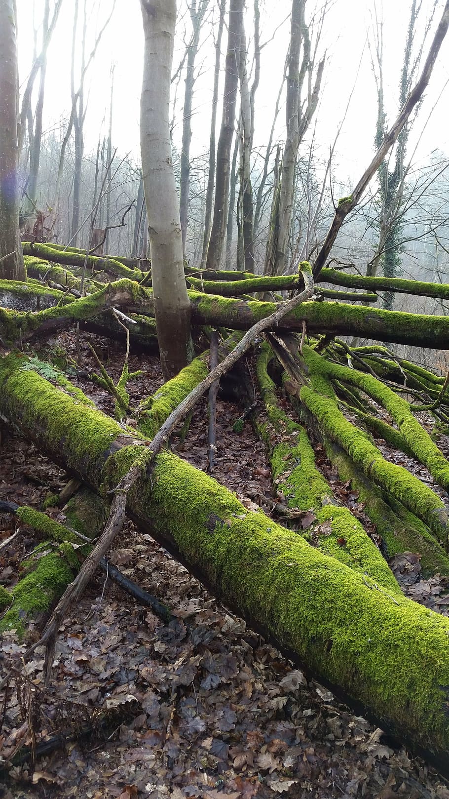molsa, arbres, bosc, naturalesa, arbre, planta, tronc de l'arbre, tronc, tranquil·litat, terra, color verd, creixement, cap gent, escena tranquil·la, bellesa a la natura, dia, paisatge, escenics - natura, arbre nu, a l'aire lliure, branca, 5K