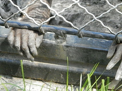 Affe, Hand, Zoo, Gitter, Tag, keine Leute, Metall, die Architektur, Nahansicht, Natur, Zaun, draußen, Barriere, Grenze, Säugetier, Skulptur, Tier, Pflanze, Tierwelt, Wasser, Fokus auf den Vordergrund, Kunst und Handwerk, selektiver Fokus, Verbindung, stehlen, 2K, CC0, gemeinfrei, lizenzfrei