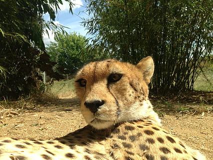 cheeta, cheetah, dieren, roofdier, kat, katachtig, Kat gezicht, prooi, Afrika, dieren in het wild, safari dieren, ongetemde kat, natuur, dier, savanne, carnivoor, zoogdier, Tanzania, Oost Afrika, wildernisgebied, safari, Kenia, masai mara nationale reserve, serengeti nationaal park, Safaripark, dierlijke thema's, dierenleven, één dier, boom, gewerveld, fabriek, land-, dag, zonlicht, geen mensen, veld-, grote kat, Bos, dierlijke markeringen, buitenshuis, dierentuin, dierenkop, 2K, CC0, publiek domein, royaltyvrij