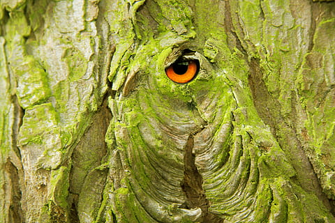 close-up foto, kameleon, boom, schors, laag, kurk, dode plant, het beste, schors blaffen, mos, groen, bruin, oog, surrealistische, sprookjes, droom, boomstam, romp, fabriek, detailopname, één dier, getextureerde, geen mensen, natuur, dierlijke thema's, dier, dierenleven, dieren in het wild, dag, groene kleur, buitenshuis, gat, groei, hout - materiaal, achtergronden, dierlijk oog, dierenkop, 4K, CC0, publiek domein, royaltyvrij