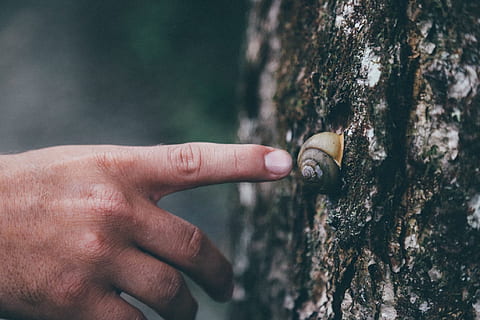 Tiere, Insekten, Schnecke, Schale, Baum, Kofferraum, Borke, Kerl, Mann, Hand, berühren, Punkt, Finger, immer noch, menschliche Hand, menschliches Körperteil, Baumstamm, Pflanze, Körperteil, Nahansicht, Natur, Fokus auf den Vordergrund, menschlicher Finger, eine Person, draußen, Tag, Pflanzenrinde, Wald, Männer, menschliches Glied, 1080P, CC0, gemeinfrei, lizenzfrei