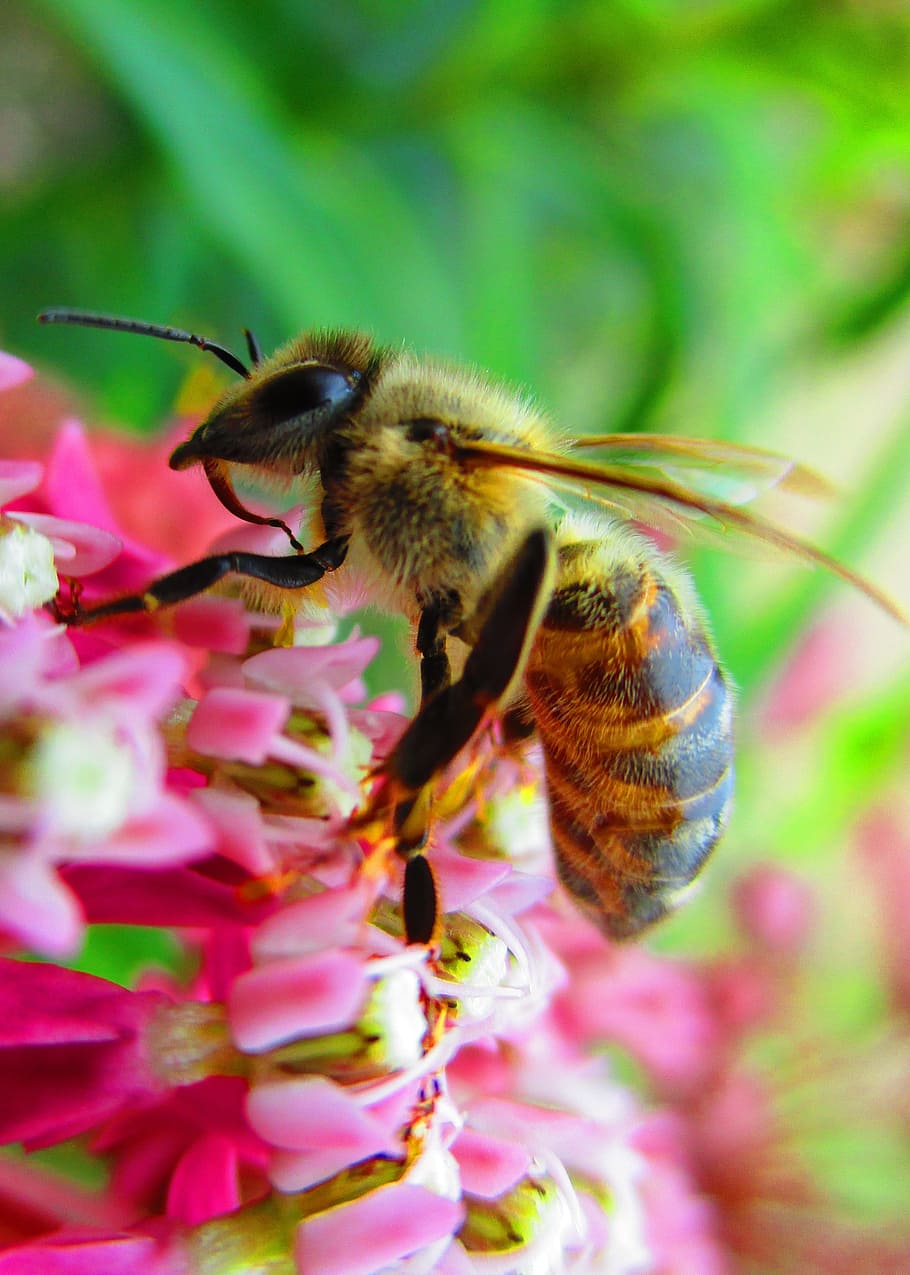 Ape, impollinatore, miele, insetto, fiore, natura, un animale, nessuno, fragilità, temi animali, animale, invertebrato, animali allo stato selvatico, pianta fiorita, fauna selvatica, pianta, bellezza nella natura, freschezza, avvicinamento, petalo, vulnerabilità, testa di fiore, crescita, impollinazione, bombo, 4K