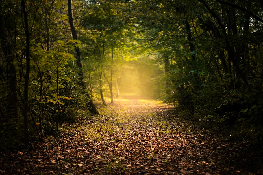 Marrone, erba, circondato, verde, alberi, sentiero, giorno, le foglie, autunno, bosco, foresta, nessuno, solo, enigmatico, nebbia, bokeh, sfocatura, foglia, albero, pianta, la tranquillità, terra, direzione, natura, parte vegetale, scena tranquilla, la strada davanti, bellezza nella natura, scenics - natura, luce del sole, modificare, scena non urbana, paesaggio, strada, all'aperto, prospettiva decrescente, treelined, 4K